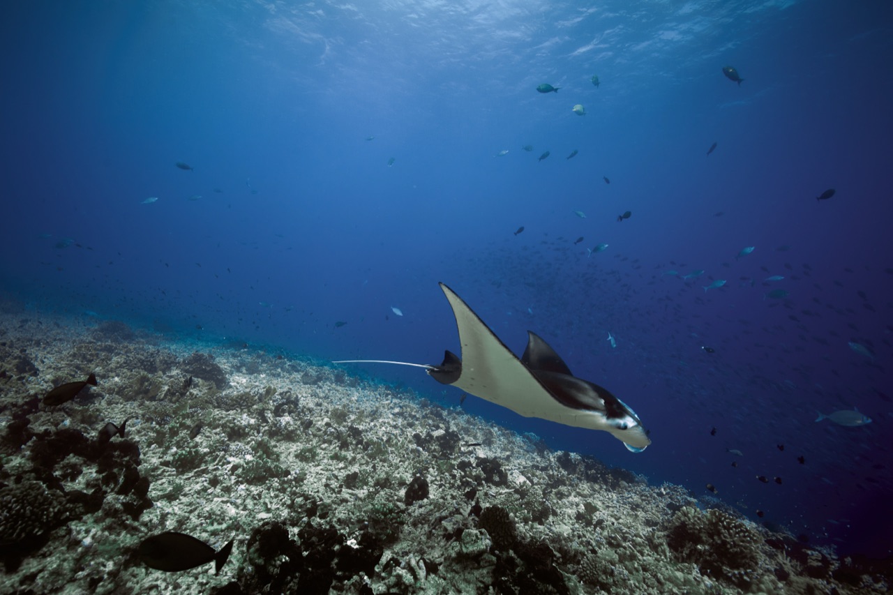 Manta ray gliding over a reef