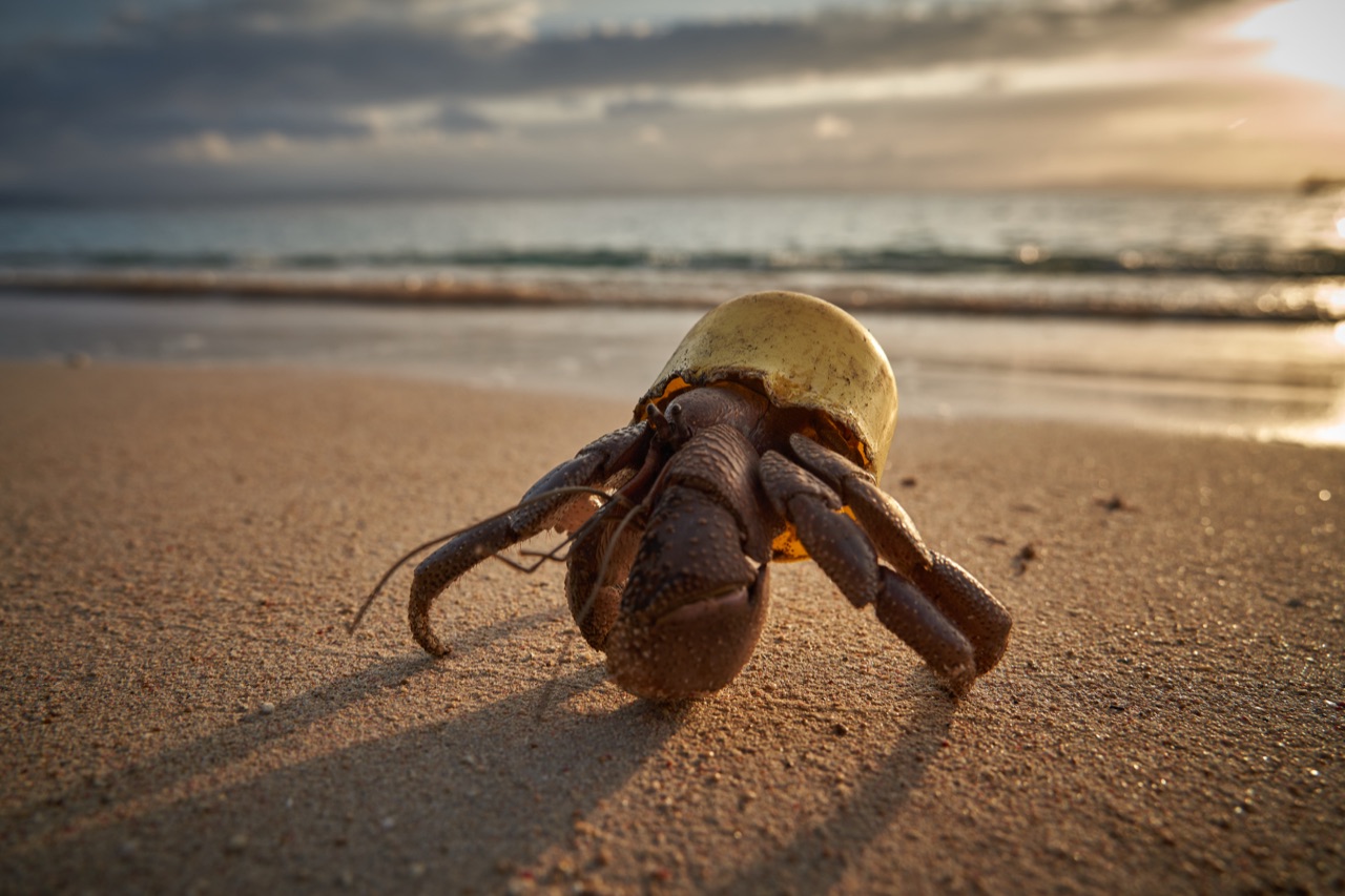 Hermit crab using a plastic cap as its shell, photographed on a beach at sunset